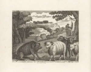 Boar Prints: The Wild Boar and the Ram