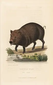 Wild boar, Sus scrofa