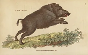 Wild boar, Sus scrofa