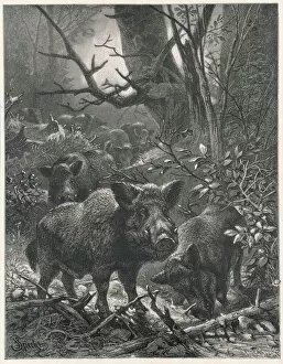 Pigs Collection: Wild Boar in Woods