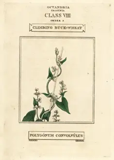 Convolvulus Prints: Wild buckwheat, Fallopia convolvulus