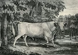 Wild Bull of Chillingham Castle