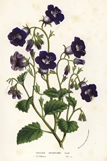 Wild Canterbury bells, Phacelia minor