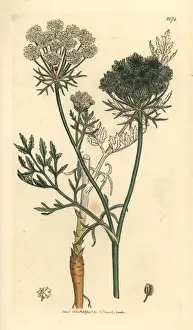 Root Prints: Wild carrot, Daucus carota