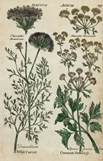 Joshuahamilton Prints: Wild carrot, Daucus carota, and celery, Apium graveolens