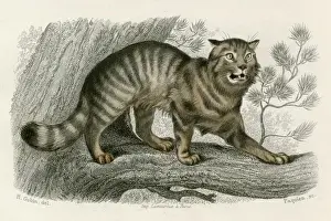 Lives Prints: WILD CAT
