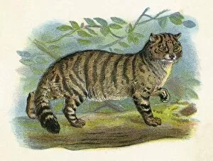 Images Dated 8th August 2012: Wild Cat (Anon)