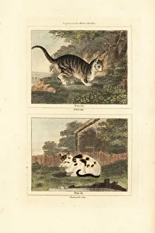 Wild cat and domestic cat