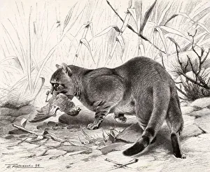 Images Dated 9th July 2018: WILD CAT AND PREY