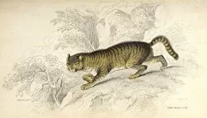 Images Dated 8th August 2012: Wild Cat (Stewart)