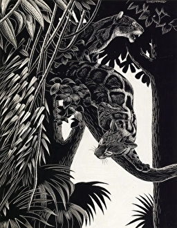 Images Dated 21st December 2011: Two wild cats in a tree