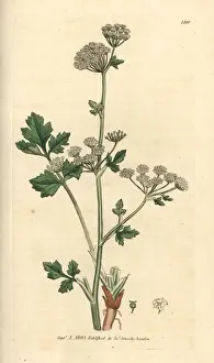 Graveolens Prints: Wild celery, Apium graveolens