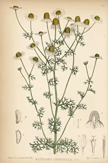Wild chamomile, Matricaria chamomilla