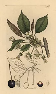 Prunus Gallery: Wild cherry tree, Prunus cerasus