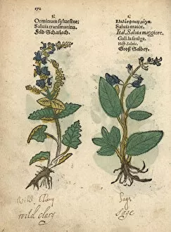 Officinalis Gallery: Wild clary sage, Salvia sclarea, and common