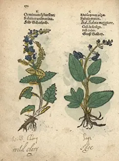 Adam Prints: Wild clary sage, Salvia sclarea, and common
