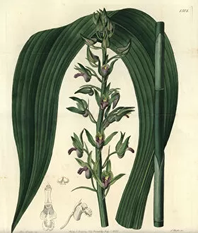 Alta Collection: Wild coco orchid, Eulophia alta