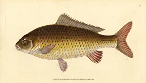 Carpio Collection: Wild common carp, Cyprinus carpio. Vulnerable