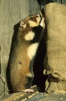 Cricetus Prints: Wild Common Hamster - Checks a sack, feeding in a granary