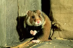 Wild Common Hamster - Feeding in a granary