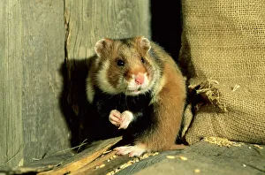 Wildlife Collection: Wild Common Hamster - Feeding in a granary