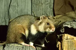 Cricetus Prints: Wild Common Hamster - Feeds in a granary