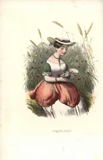Wild corn poppy flower fairy, Papaver rhoeas