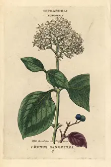 Sanguinea Prints: Wild cornel tree or dogwood, Cornus sanguinea