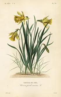 Edouard Prints: Wild daffodil or Lent lily, Narcissus pseudonarcissus