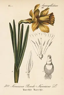 Narcissus Prints: Wild daffodil, Narcissus pseudonarcissus