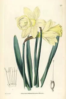 Wild daffodil, Narcissus pseudonarcissus subsp. moschatus