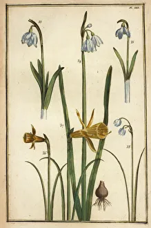 Buchoz Gallery: Wild daffodil and snowdrops
