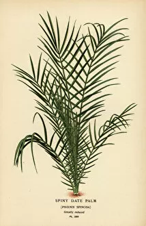 Bamboo Gallery: Wild date palm, Phoenix reclinata