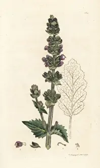Wild English clary, Salvia verbenaca