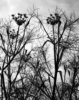 Fennel Prints: Wild Fennel