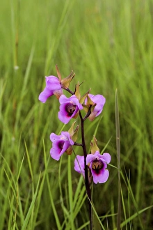 Images Dated 18th January 2008: Wild Flower