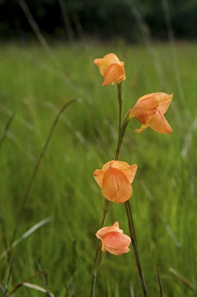 Images Dated 18th January 2008: Wild Flower