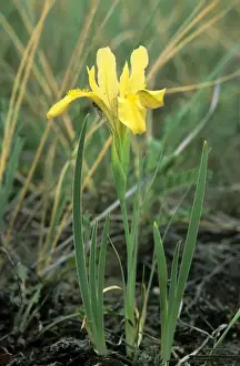 Irises Prints: Wild flowering Yellow Iris