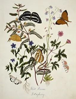 Wild Flowers, kotagherry and six butterflies