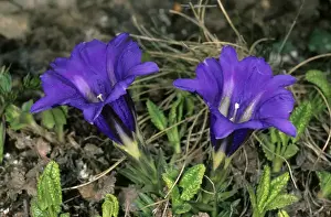 Plateau Prints: Wild flowers (unidentified) on a mountain plateau