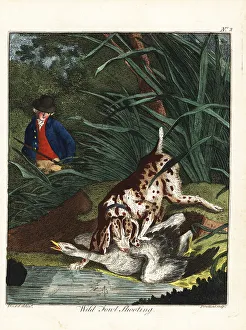 Recreation And Amusement Prints: Wild fowl shooting, 18th century