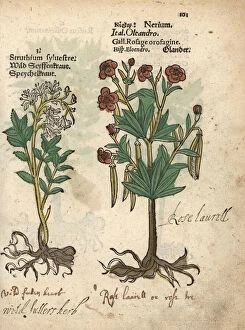 Officinalis Gallery: Wild fullers herb, Saponaria officinalis