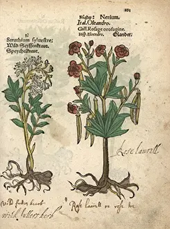 Oleander Prints: Wild fullers herb, Saponaria officinalis