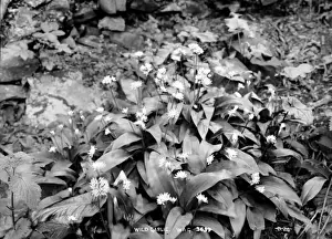 Garlic Prints: Wild Garlic
