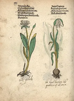 Allium Gallery: Wild garlic, Allium sativum var. ophioscorodon