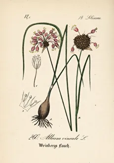 Allium Gallery: Wild garlic, Allium vineale