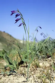 Gladiolus Prints: Wild Gladiolus flowers