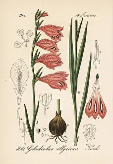 Wild gladiolus, Gladiolus illyricus
