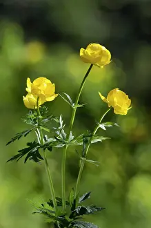 Wild Globe Flower - summer - June