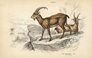 Aegagrus Gallery: Wild goat, Capra aegagrus, male
